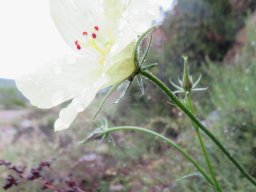 Hibiscus aethiopicus var. ovatus maybe, seen from a lateral angle
